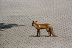 Fuchs im Garagenhof