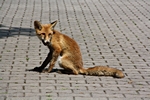 Fuchs sitzend, schaut her