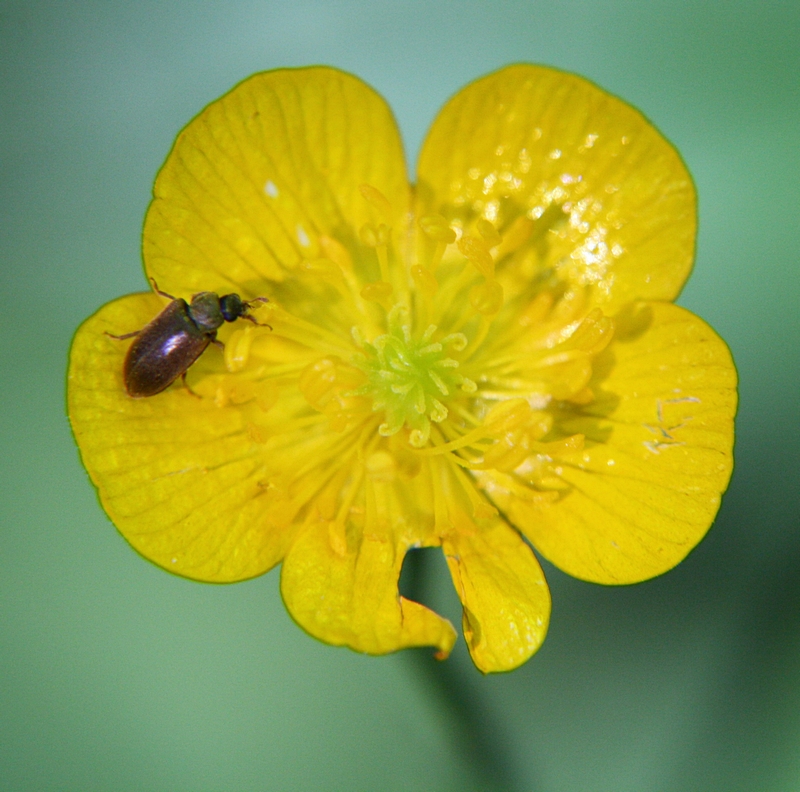 Bug on a flower