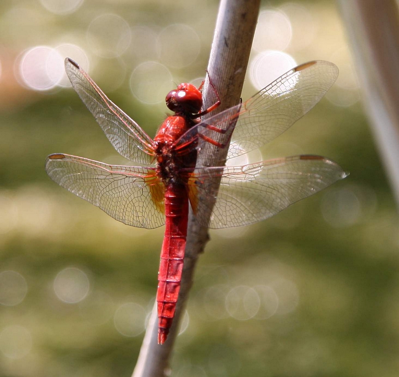 Dragonfly