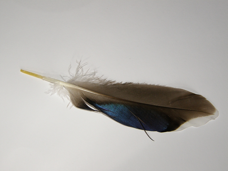 Feather