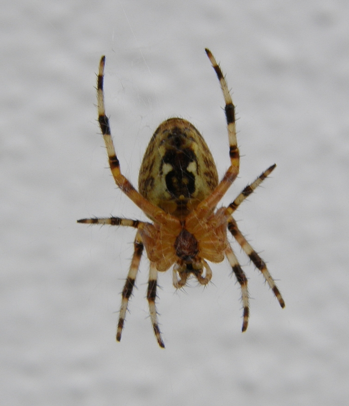 ovpnspider ovpnspider