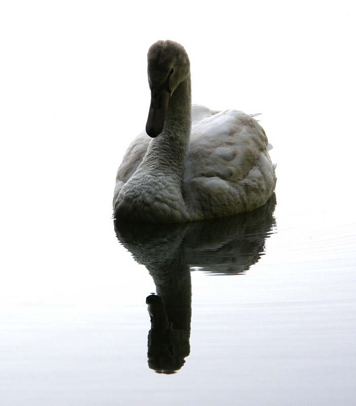 Swan 2