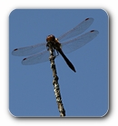 Dragonfly sitting