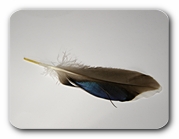 Feather