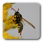 Wasp