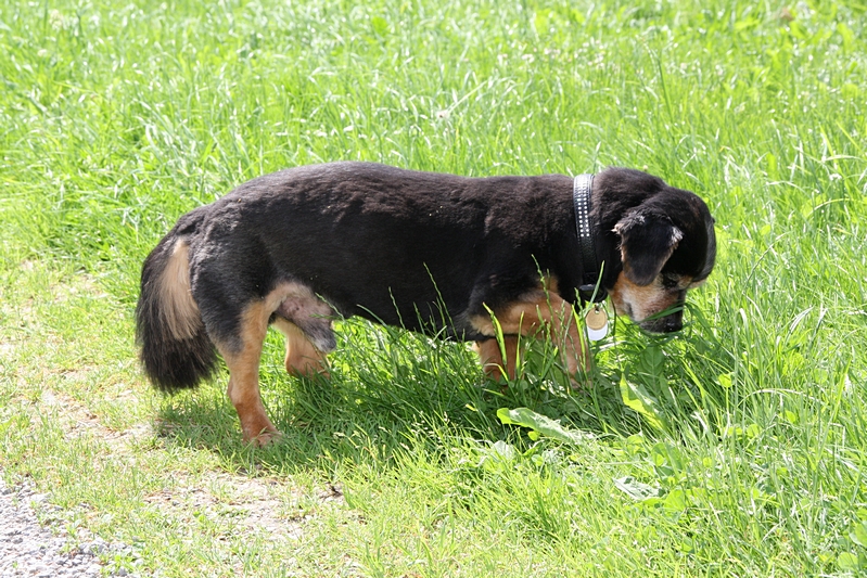 Neugieriger Hund