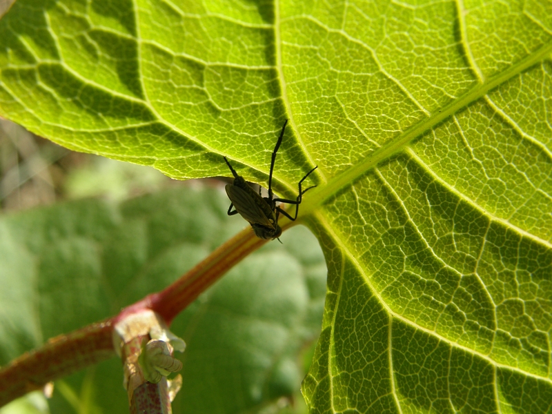 Unter dem grnen Blatt