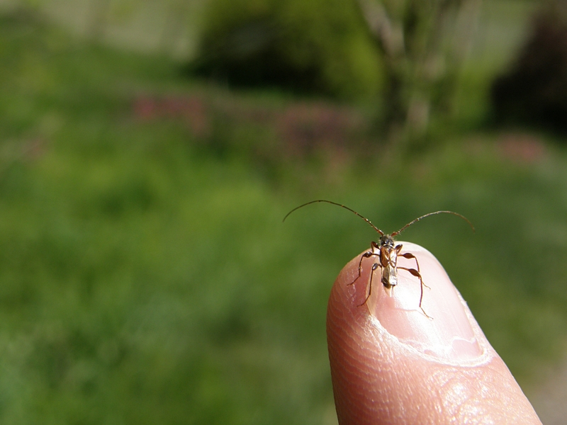 Auf dem Finger