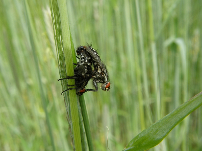 Fleischfliegen in der Paarung