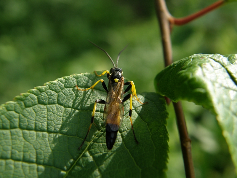 Gefleckter Schmalbock