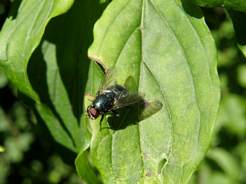 Schmeifliege auf Blatt