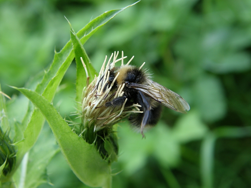 Hummel bei der Bestubung