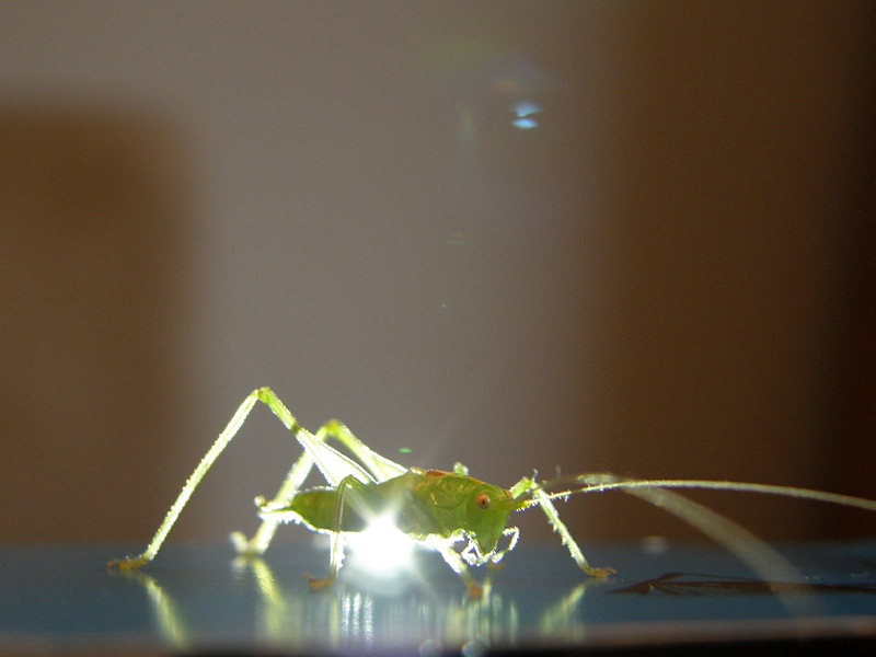 Grashpfer in Kunstlicht