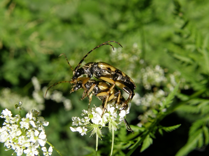 Gefleckter Schmalbock