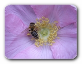 Biene auf Hagrose