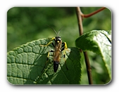 Gefleckter Schmalbock