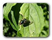 Schmeifliege auf Blatt