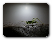 Grashüpfer im Gegenlicht
