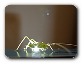 Grashüpfer in Kunstlicht