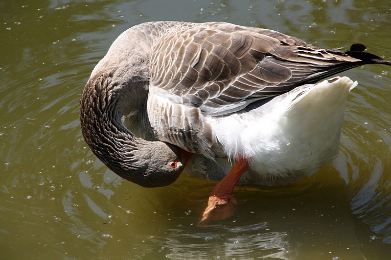 Wasservogel beim Kratzen