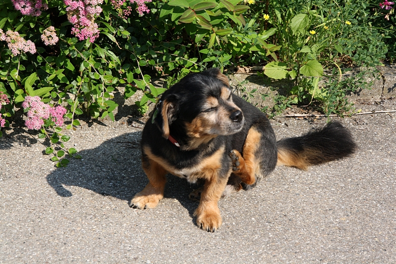 Hund beim Kratzen