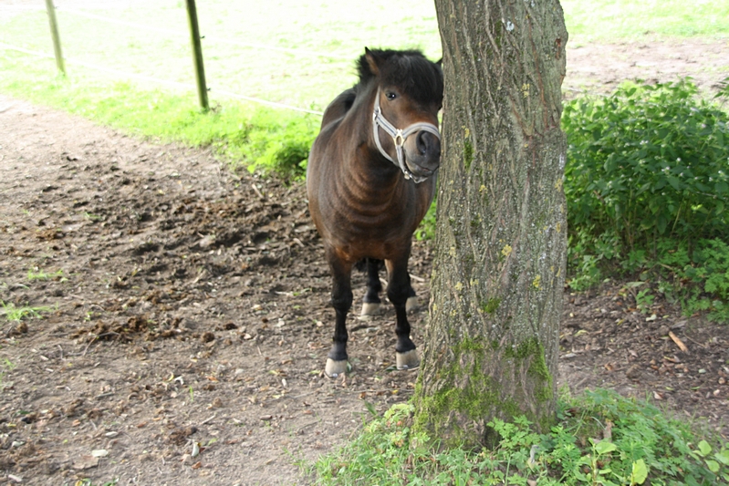 Pony kratzt sich