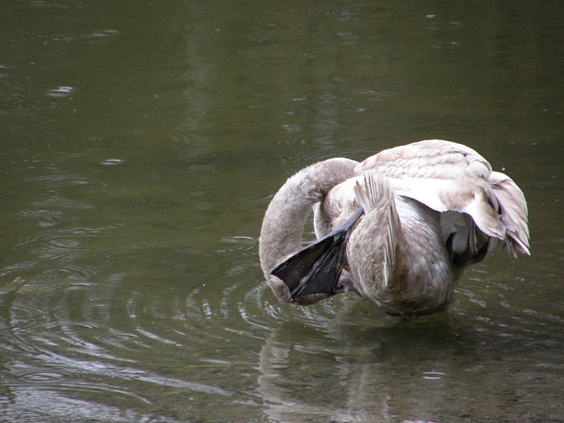 Schwan beim Yoga