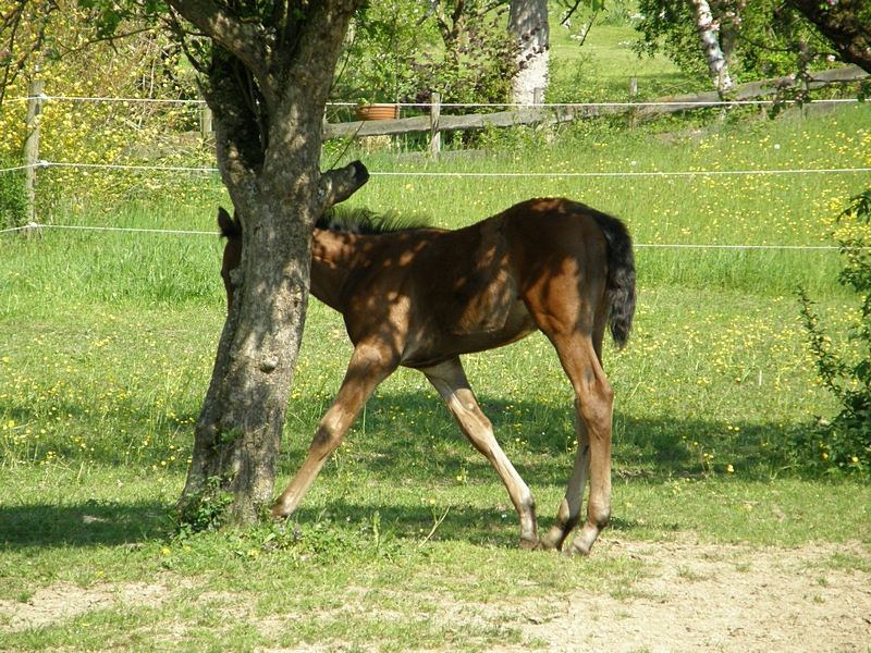 Fohlen wetzt sich am Baum