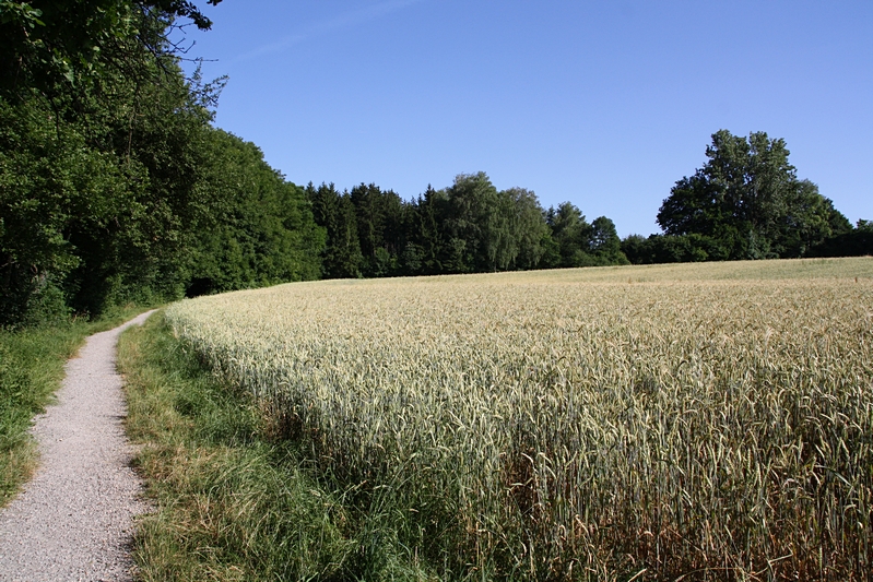 Weg am Getreidefeld