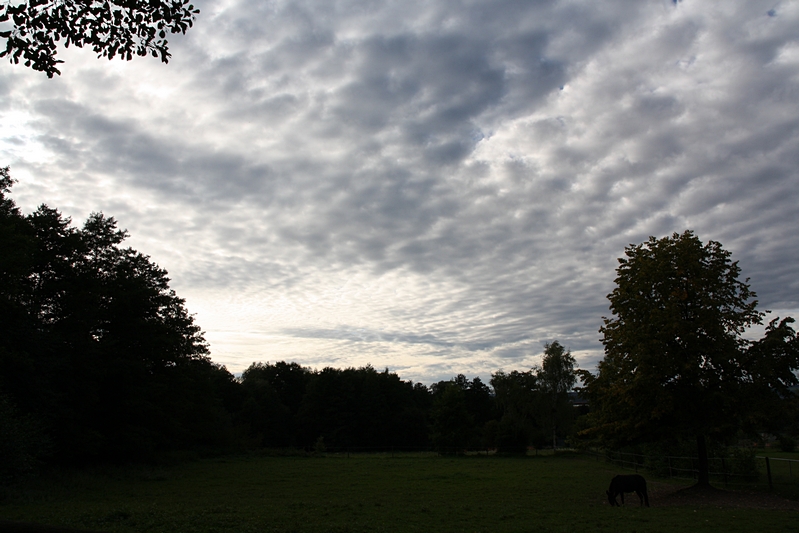 Landschaft mit Pferd