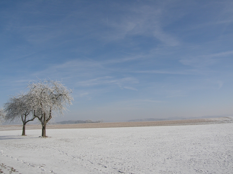 Winterliches Feld mit Rauhreif