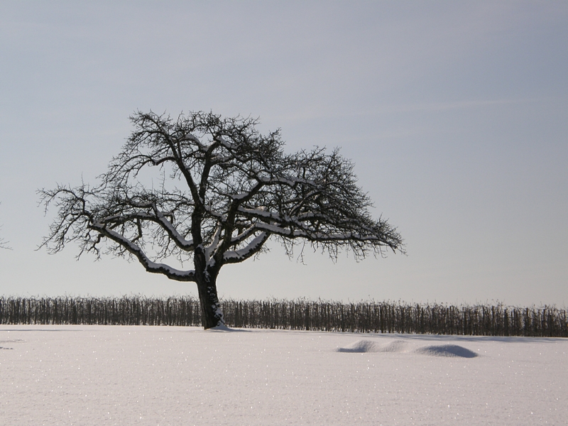 Baum im Schnee