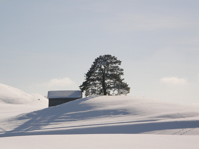 Winterszene  mit Baum