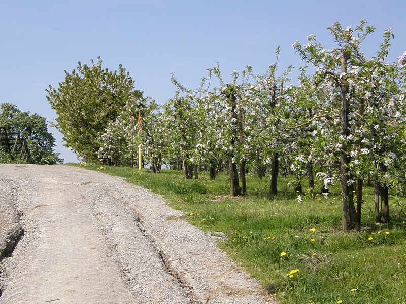 Obstplantagen im sommer