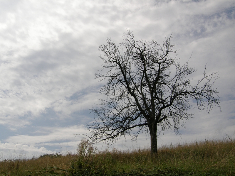 Kahler Baum im Frhjahr