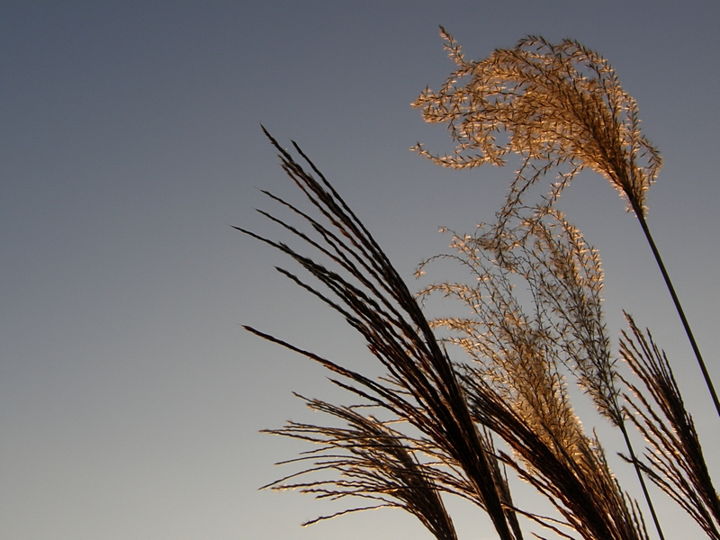 Halme vor freiem Himmel