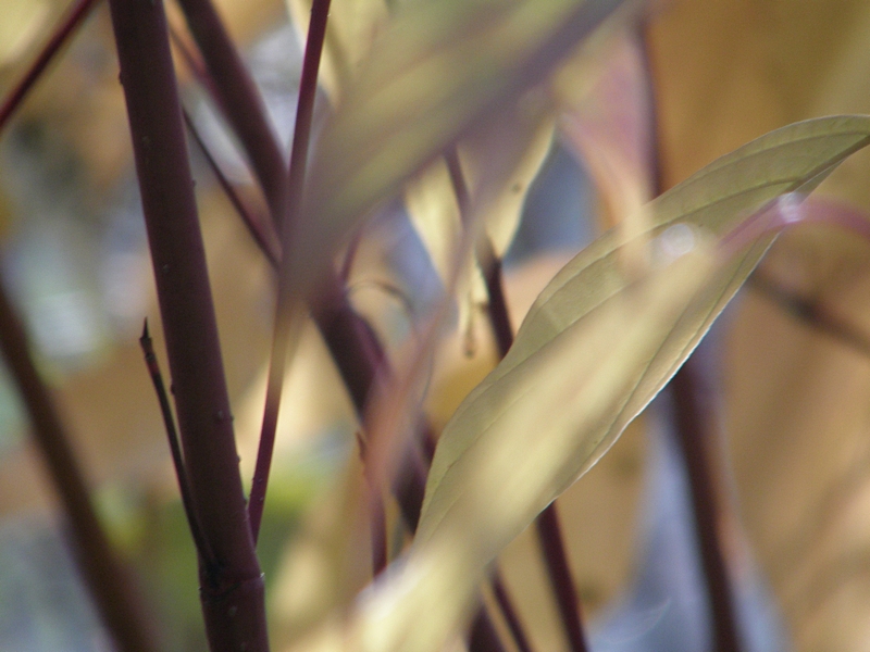 Sonnenlicht in der Hecke