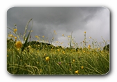 Blumen vor Regenhimmel