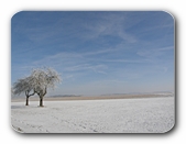 Winterliches Feld mit Rauhreif