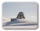 Winterszene  mit Baum