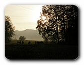 Abendlicht auf der Weide