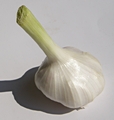 Knoblauch