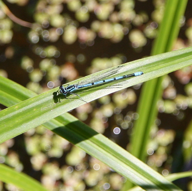 Libelle auf Schilf (groesser)