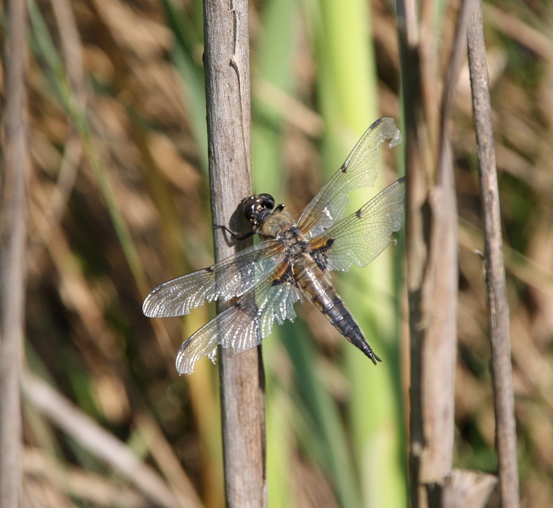 Libelle mit beschdigtem Flgel