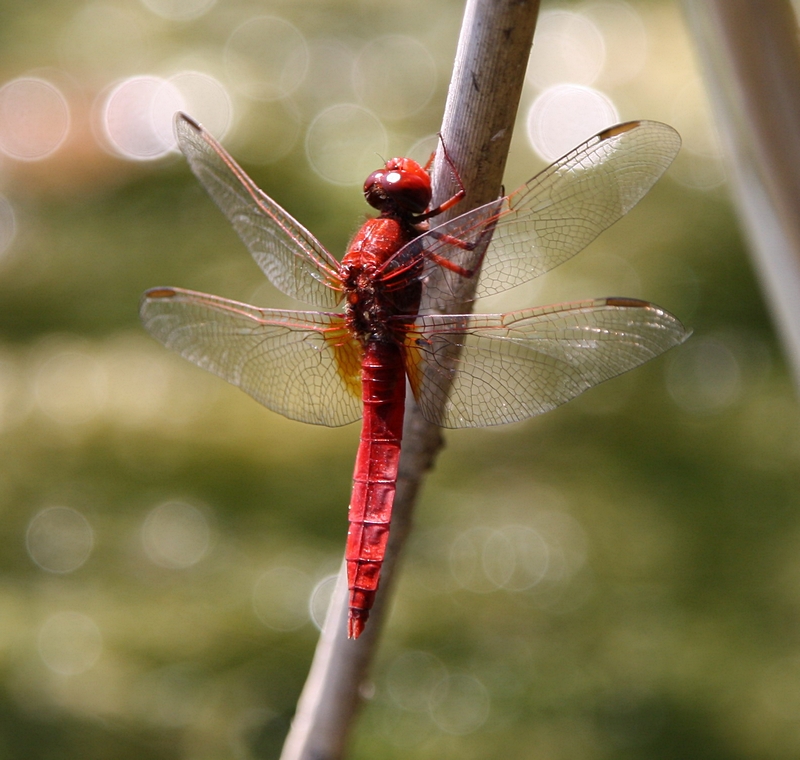 Feuerlibelle