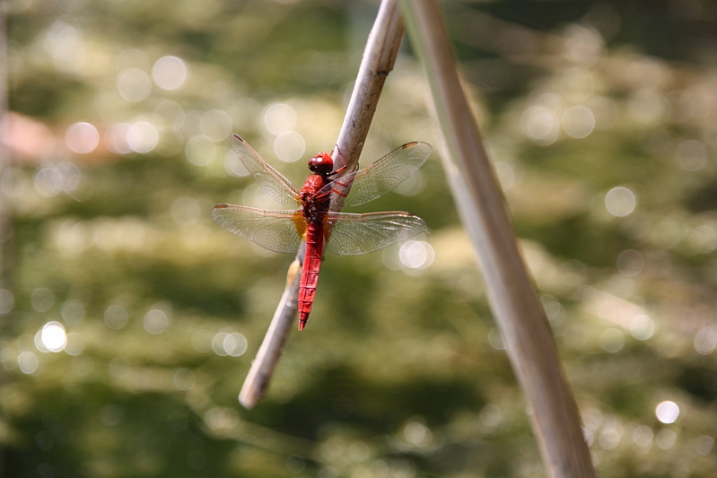 Feuerlibelle