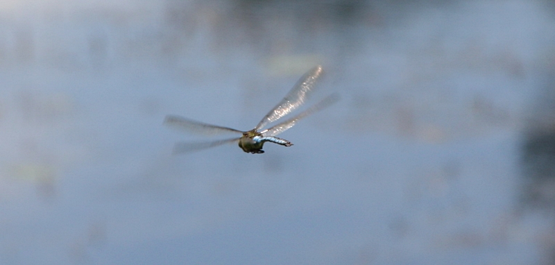 Gro-Libelle im Flug