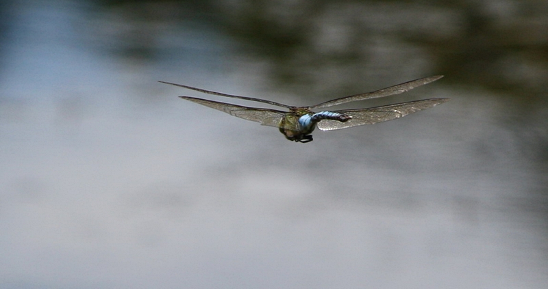 Knigslibelle im Flug