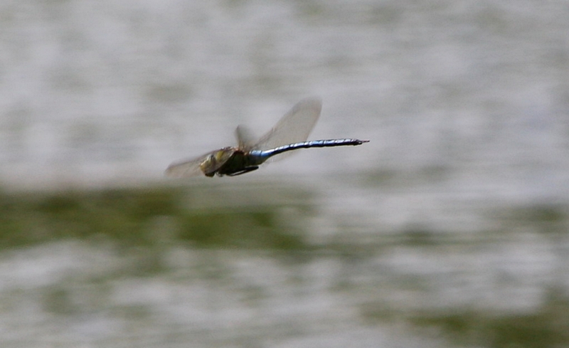 Knigslibelle im Flug (seitlich)